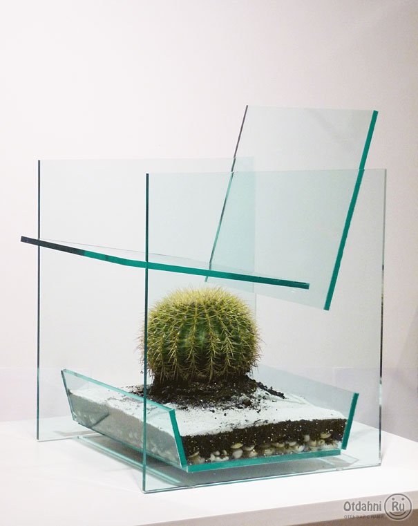 Napi szék: kaktuszkaland