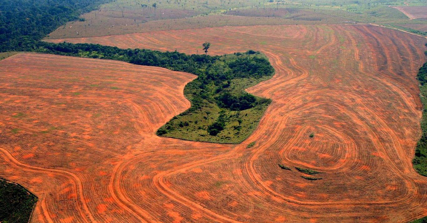 Te mit tudsz az erdőirtásról?